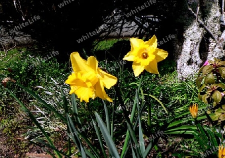 Natural daffodils