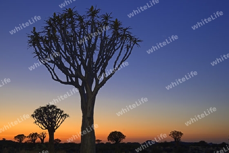 K?cherbaum oder Quivertree (Afrikaans: Kokerboom,  Aloe dichotoma) bei Sonnenuntergang , Keetmanshoop, Namibia, Afrika