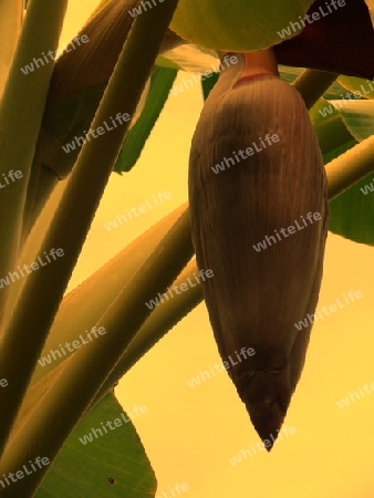 Bananenbluete