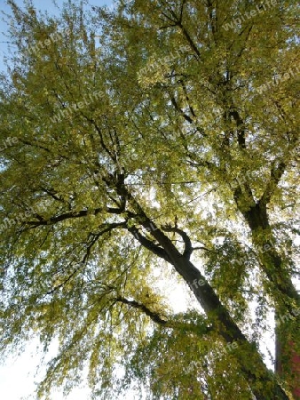 M?chtiger Baum in Herbstfarben 1