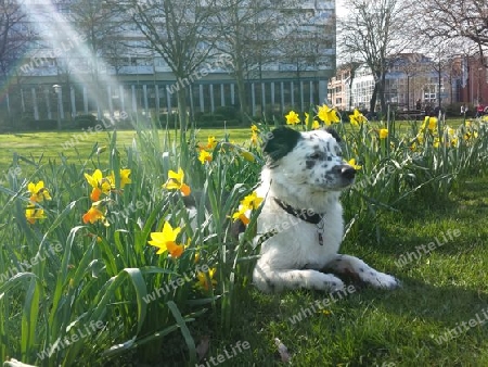 Hund im Sonnenschein