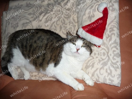 Weihnachts-Katze