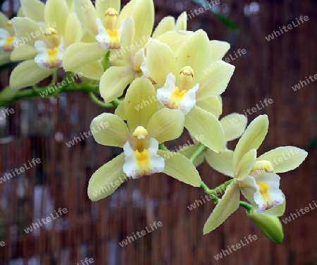 gelbe Orchideen