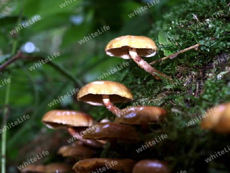 Makro Pilz im Wald