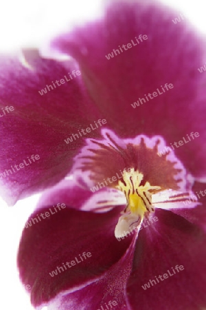 orchid blossom closeup