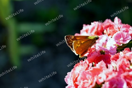 Schmetterling auf rosa Blume
