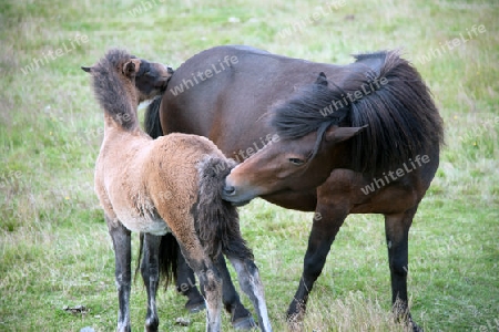 Der S?den Islands, Islandpferde auf der Weide, eine Stute mit ihrem Fohlen 