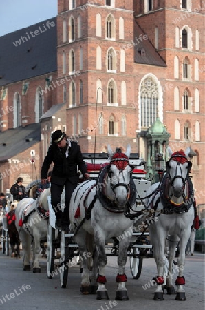 Pferdekutschen warten auf die Kundschaft auf dem Rynek Glowny Platz mit der Marienkirche in der Altstadt von Krakau im sueden von Polen.