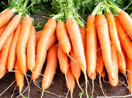 Karottenbund