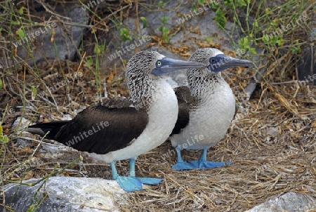 Blaufusst?lpel (Sula nebouxii), Paar,  Insel Espanola, Galapagos, Unesco Welterbe,  Ecuador, Suedamerika