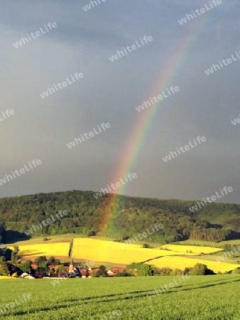 Regenbogen in Rapsfeld