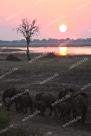 Elefantenfamilie bei Sonnenuntergang