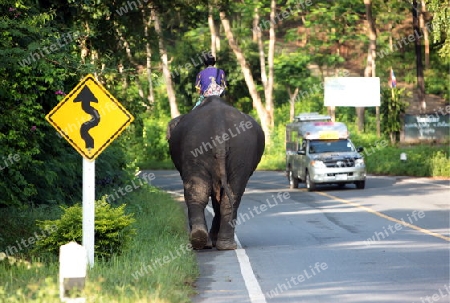 Ein Elefant bei Chiang Mai im Norden von Thailand.