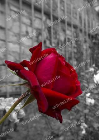 Rote Rose an einer Mauer teilcoloriert, Red rose on the wall