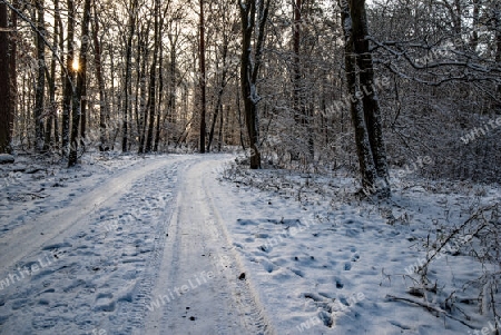 verschneiter Winterwald