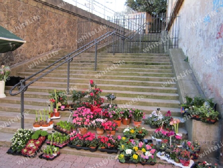 Blumen auf der Treppe