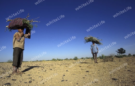 People go for wood in the deset of tar near the town of Barmer in the province Rajasthan in India.