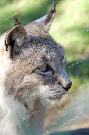 Luchs Lynx Lince