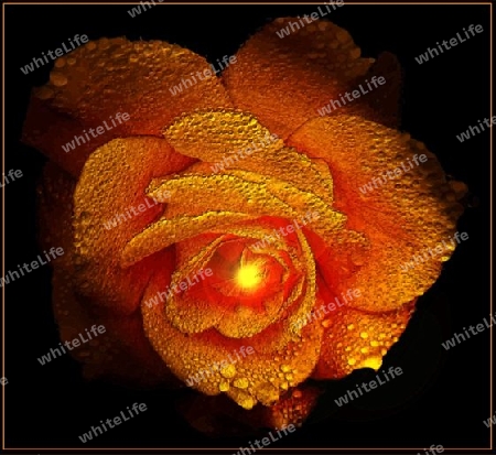 Flamende Rose