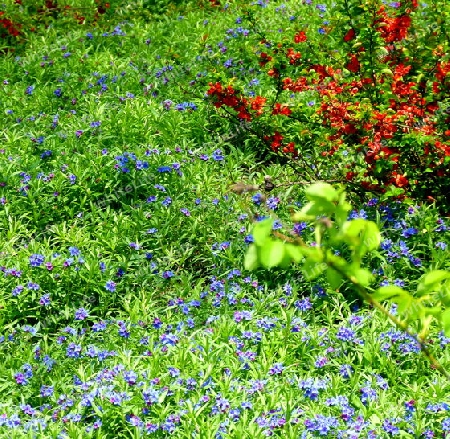 Fr?hlingsgarten mit blauen Blumen im gr?nen Gras und Busch mit Zierquitten