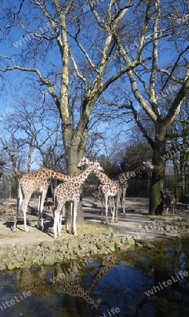 Giraffen mit Spiegel