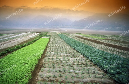 agroculture in the village of fengjie at the yangzee river in the three gorges valley up of the three gorges dam project in the province of hubei in china.