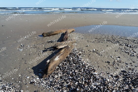 Treibholz und Muscheln am Strand