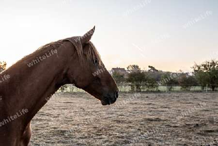 Pferd auf der Koppel im Sonnenaufgang