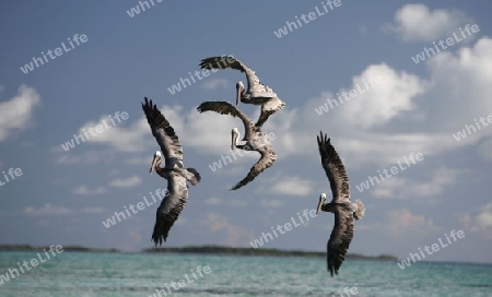 Suedamerika, Karibik, Venezuela, Los Roques,  Pelikane auf der Jagt nach Fisch auf Gran Roque auf der Inselgruppe von Los Roques in der Karibik.  