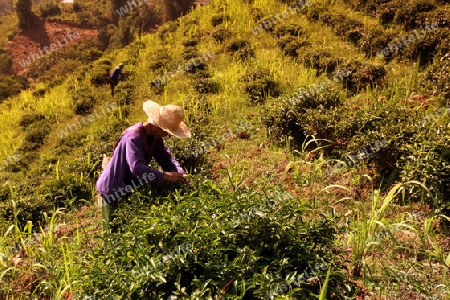 Teepfluecker ernten Teeblaetter in einer Tee Plantagen beim Bergdorf Mae Salong in der Huegellandschaft noerdlich von Chiang Rai in der Provinz Chiang Rai im Norden von Thailand in Suedostasien.