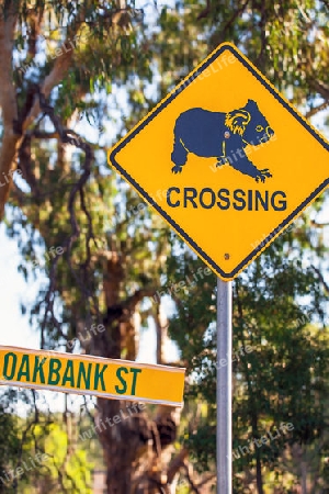Koala warning sign near Narrandera new Soth Wales Australia