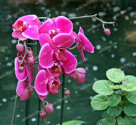 Pinke Orchideenbl?ten