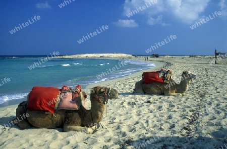 Ein Sandstrand auf der Insel Jierba im Sueden von Tunesien in Nordafrika.  