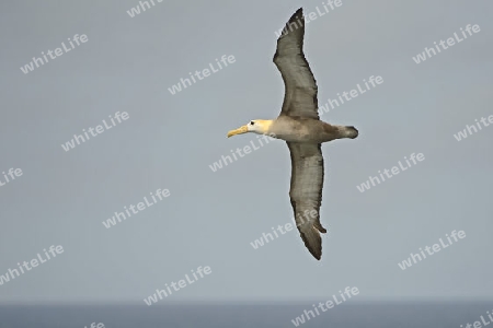 Galapagos Albatros (Diomedea irrorata), im Flug, Insel Espanola , Galapagos, Unesco Welterbe, Ecuador, Suedamerika,  Pazifischer Ozean
