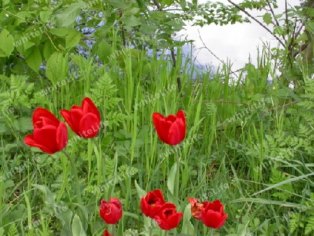 Rote Blumen im Gras