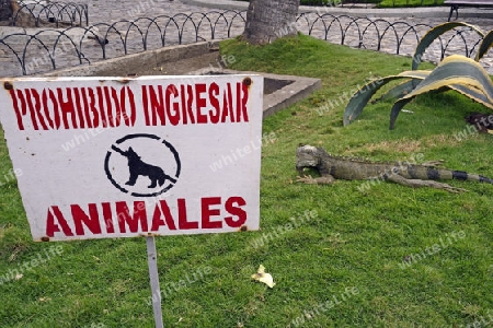 gruene Leguane ( Iguana iguana terrestres) im Parque Seminario oder auch Parque Bolivar oder Parque de las Iguanas,  Iguanapark, Guayaquil, Ecuador, Suedamerika