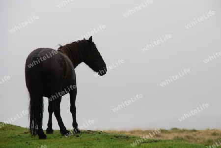 Anmutiges Pferd im Dartmoor