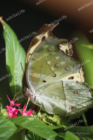 Protogoniomorpha Parhassus /Schmetterling