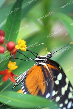 Passionsblumenfalter / Schmetterling