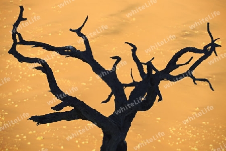 Kameldornb?ume (Acacia erioloba), auch Kameldorn oder Kameldornakazie als Silhouette im ersten Morgenlicht auf die Duenen,  Namib Naukluft Nationalpark, Deadvlei, Dead Vlei, Sossusvlei, Namibia, Afrika