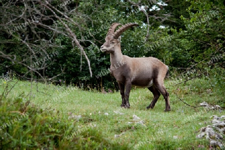 Der Alpensteinbock (Capra ibex) 