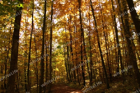 Herbstliche Stimmung im Wald