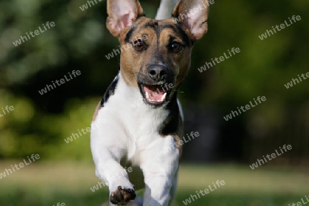 Jack Russel in Action