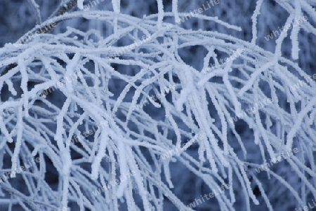 Frozen branch with ice crystals