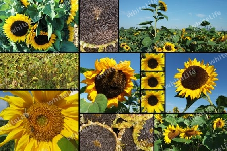 Sonnenblumen, collage