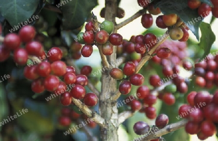 a coffee Plantation of finca near the city of Antigua in Guatemala in central America.   