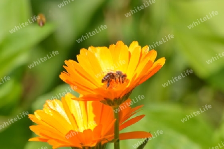 Ringelblume mit Biene Nektar