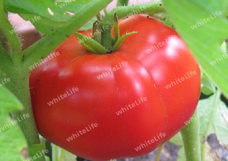 Reife Tomate