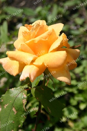 Gelbe Rose von der Insel