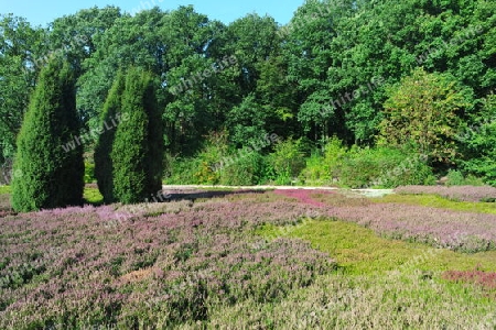 Heidegarten in Schneverdingen,  Lüneburger Heide